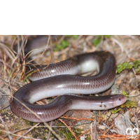 خانواده مارهای کرمی شکل Typhlopidae